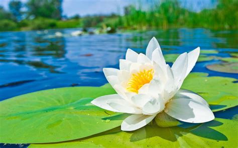 Water Lily: The National Flower of Bangladesh