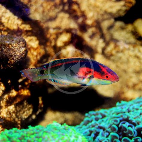 WRASSE - FAIRY EXQUISITE Cirrhilabrus exquisitus - Aquatics Unlimited