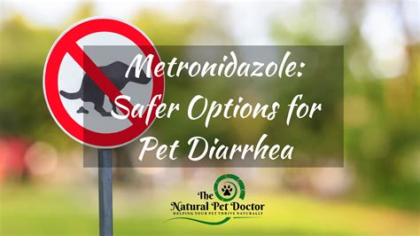 Metronidazole for Dogs & Cats: Exploring Natural Alternatives and Safer Options for Diarrhea