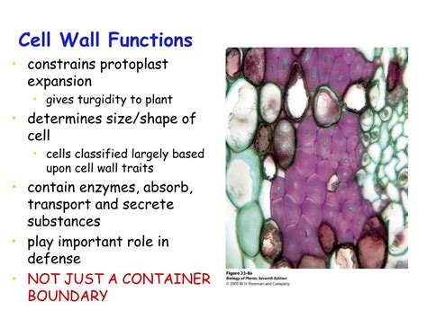 PPT - Plant Cell Walls PowerPoint Presentation, free download - ID:2180169