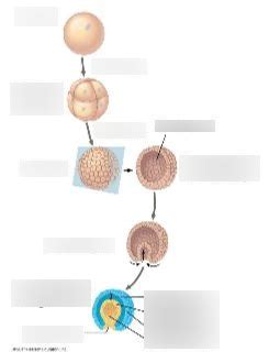 Gastrulation diagram Diagram | Quizlet