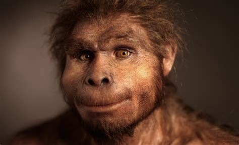 Homo Erectus - How humans evolved over time....