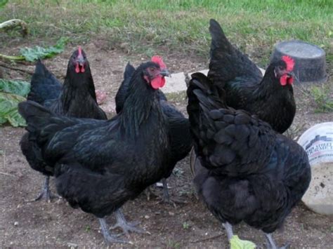 SHowing Off My Black Australorp Hens! | Australorp chicken, Black australorp, Chickens backyard