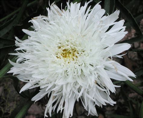 Shasta Daisy | Nature Photo Gallery