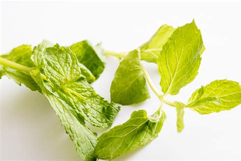 Close up on fresh green aromatic mint leaves - Free Stock Image