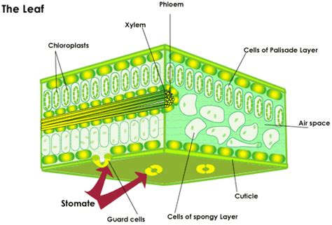 SparkNotes: Plant Structures: Leaf