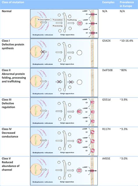 The classification of CFTR mutations. For normal CFTR production, the... | Download Scientific ...