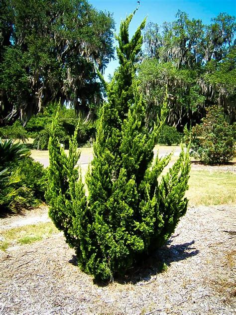 24 best Juniper Trees images on Pinterest | Juniper tree, Landscaping ideas and Yard ideas