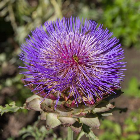 Globe artichoke flower in walled garden © David P Howard :: Geograph ...