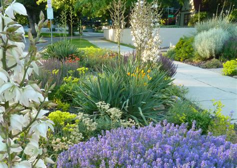 8 easy-care plants for parking strip gardens - Sunset Magazine