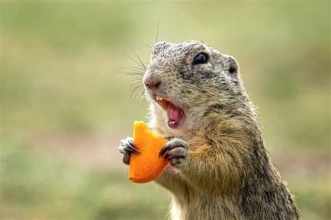 Gopher Animal Facts | Geomys bursarius | AZ Animals