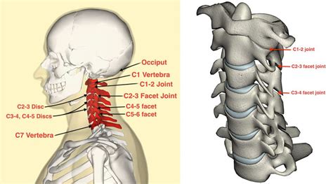 [DIAGRAM] Diagram Of The Spine And Neck - MYDIAGRAM.ONLINE