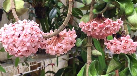 HOYA CARNOSA WITH MANY BLOOMS / CARE TIPS TO BLOOMING HOYA - YouTube