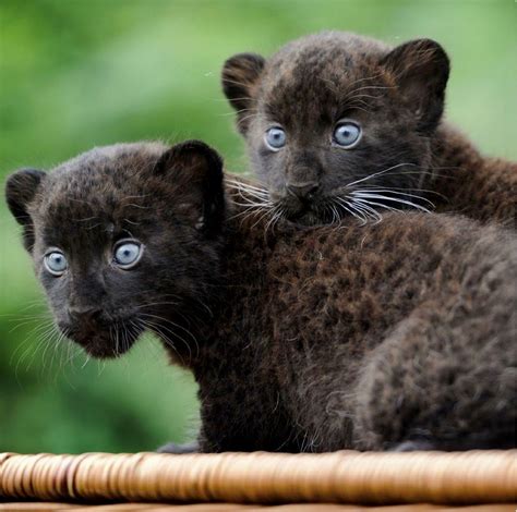 Pair of fluffy black panther cubs with baby blue eyes. So cute! | Cats ...