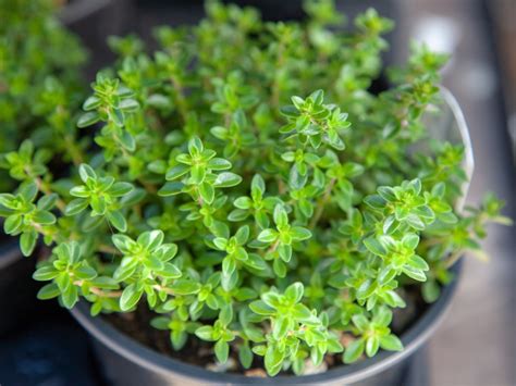 How to Grow Thyme Indoors - Plant Instructions