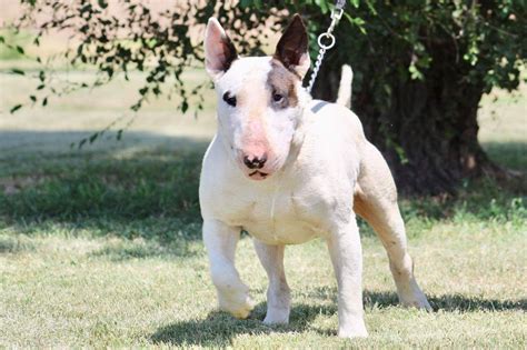 Major Bull Terriers - Bull Terrier Puppies for Sale in Bucklin, KS ...