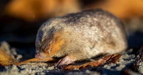 Blind golden mole that "swims" in sand detected in South Africa for ...