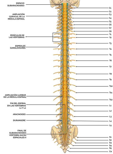 Plexo De Los Nervios Espinales