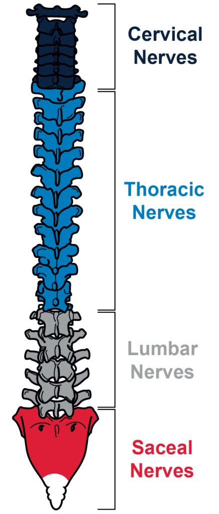 Spinal Cord Injury 101: Spinal Cord Injury Levels & What They Mean