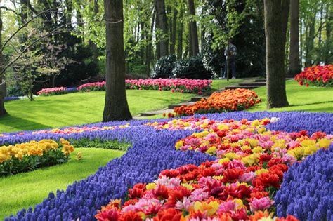 Tulp Festival 2025 - Tulip Festival Amsterdam