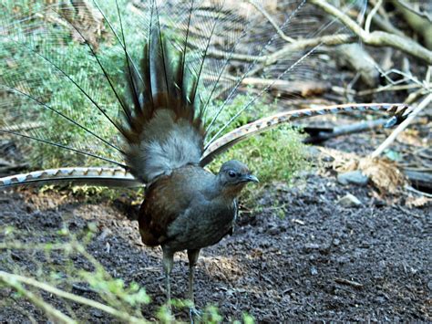 Superb lyrebird » Healesville Sanctuary Gallery | Australian native ...