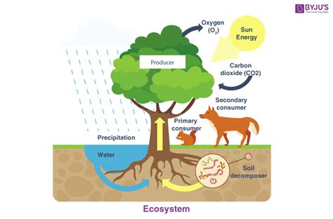 Ecosystem - Components of Ecosystem | Biotic & Abiotic Components