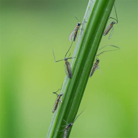 Rice Gall Midge Management in Paddy: Symptoms, Treatment, Chemical ...