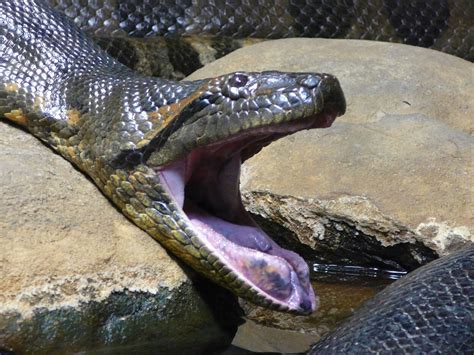 Green Anaconda – Clyde Peeling's Reptiland