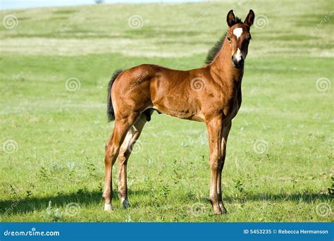 Quarter Horse Foal Royalty Free Stock Photo - Image: 5453235