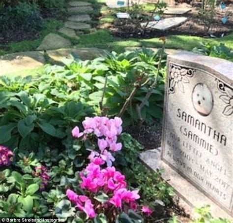 Barbra Streisand posts photo of cloned pups at beloved dog's grave ...