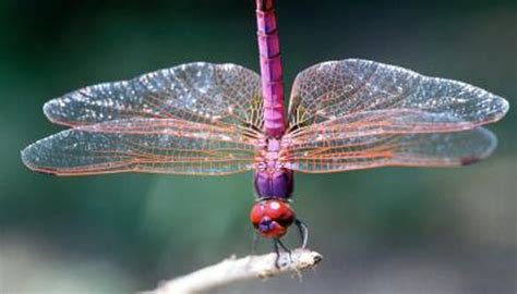 The Reproduction Cycle of a Dragonfly | Animals - mom.me