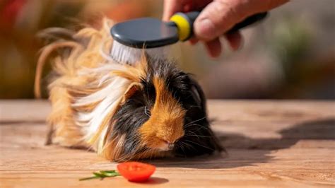 How to bathe your guinea pig – Guinea Pals