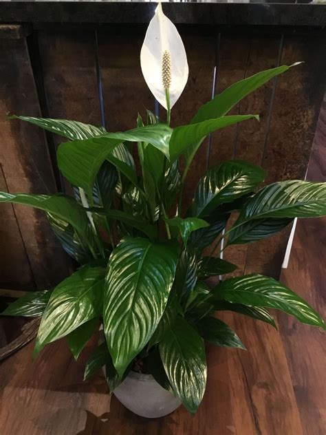 Peace Lily plant in Burlingame, CA | Floral Art and Decor