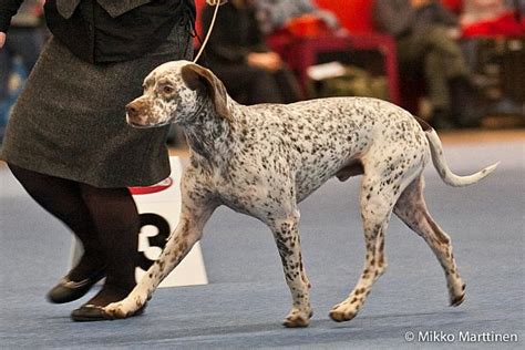 Helsinki "Winner" dog show, 3th of December 2011