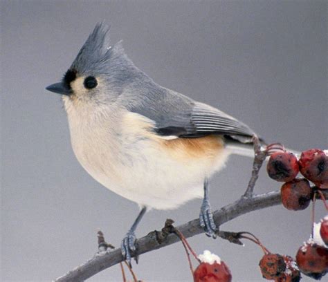 Tufted Titmouse - Animals Photo (29861521) - Fanpop