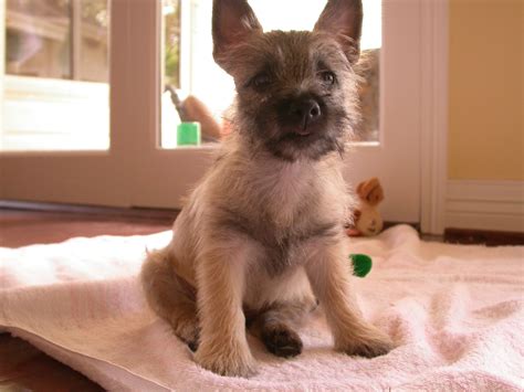 Cairn Terrier puppy. Smokey | Cairn terrier puppies, Cairn terrier, Terrier