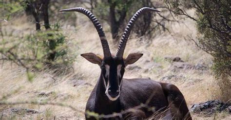 Mpumalanga hunting trips - BookYourHunt.com