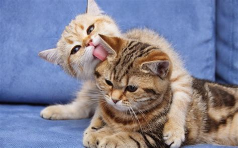 Lovely, Cute Kittens and Puppies