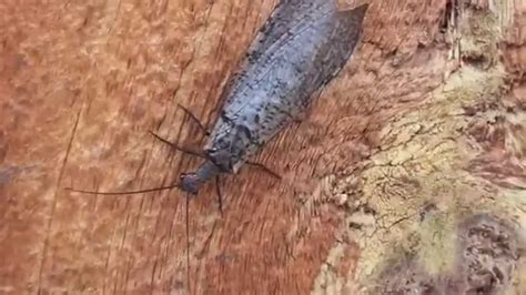 Female Dobsonfly On The Katy Trail - YouTube