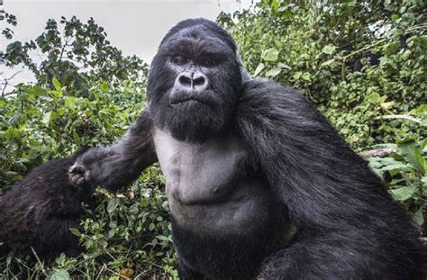 Is This a Drunk Gorilla Punching a Photographer? | Snopes.com