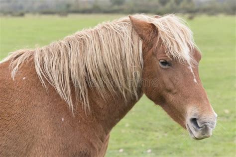 A New Forest pony stock image. Image of brown, bridle - 102265767