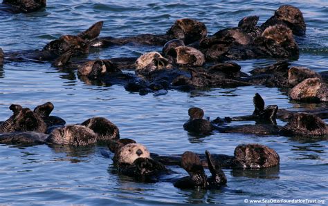 Sea Otter Facts | Sea Otter Foundation & Trust