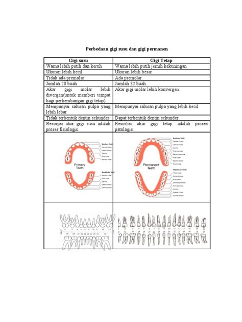 (PDF) Perbedaan Gigi Susu Dan Gigi Permanen - DOKUMEN.TIPS