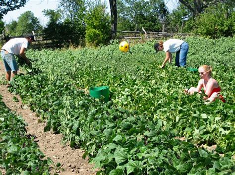 More bean harvesting action - Tiny Farm Blog