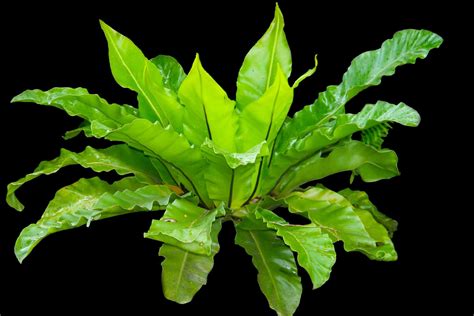 How To Care For A Crispy Wave Fern (Japanese Asplenium Nidus) - Indoor ...