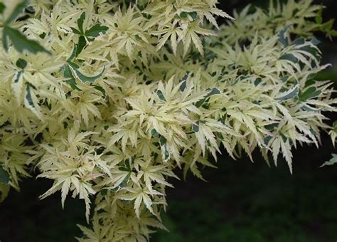 Butterfly Variegated Japanese Maple - Unique Cream And Green Variegated ...