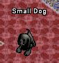 Small dog - YPPedia