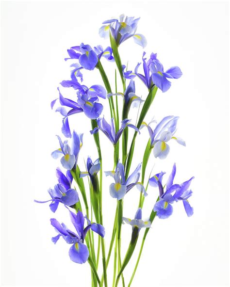 Purple Iris Bouquet Photograph by Monica Hawse - Fine Art America