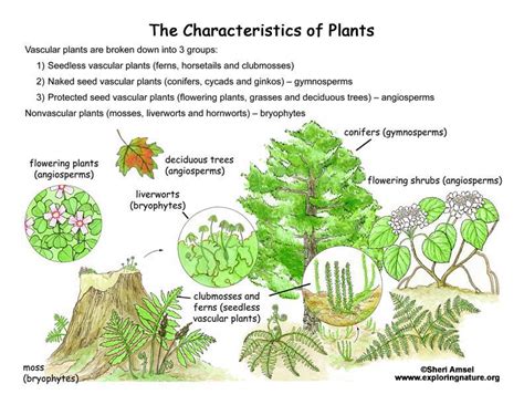 Plant Kingdom Poster Plant Type Poster - Riset