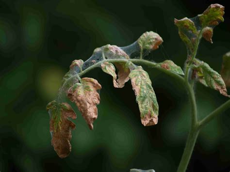 So, Your Tomato Plant Has Wilted Leaves? Here's What To Do. - Off The Grid News